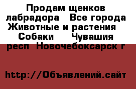 Продам щенков лабрадора - Все города Животные и растения » Собаки   . Чувашия респ.,Новочебоксарск г.